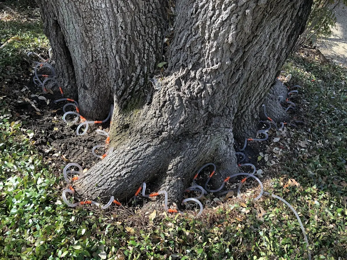 Detailed Tree Cabling and Bracing job site in Jobstown
